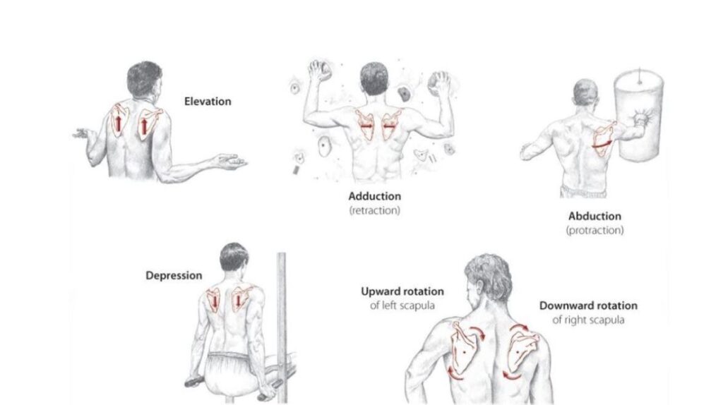 How To Fix Winged Scapula Scapular Winging Physical Therapy